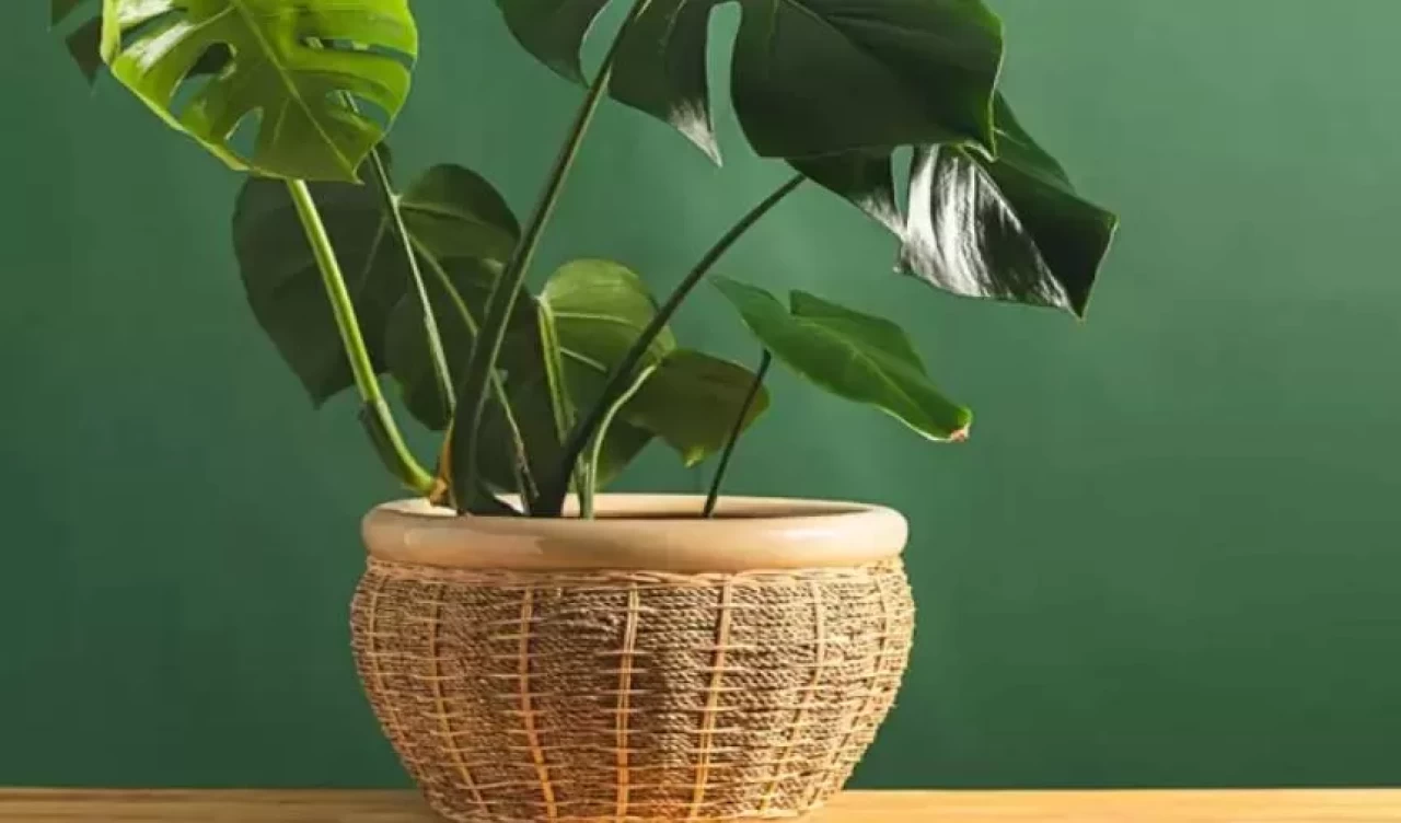 Bitkileriniz neden soluyor? Toprak ve saksı seçiminde yapılan hatalar