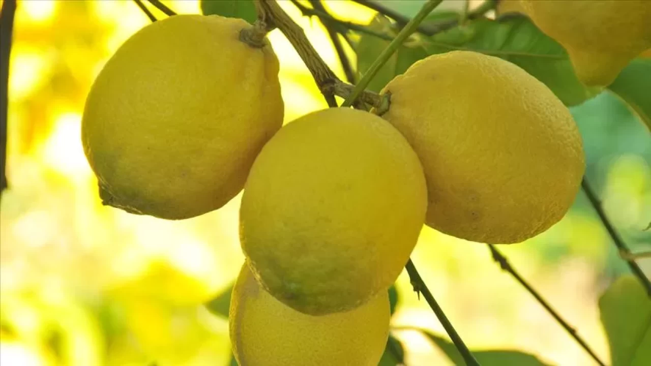 Limon çekirdeği acı tat bırakıyor! Sağlık açısından faydaları neler?