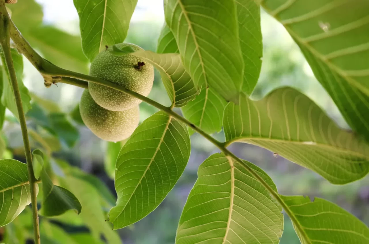 Sivilceyi azaltan ve cildi parlatan bitkisel yöntem