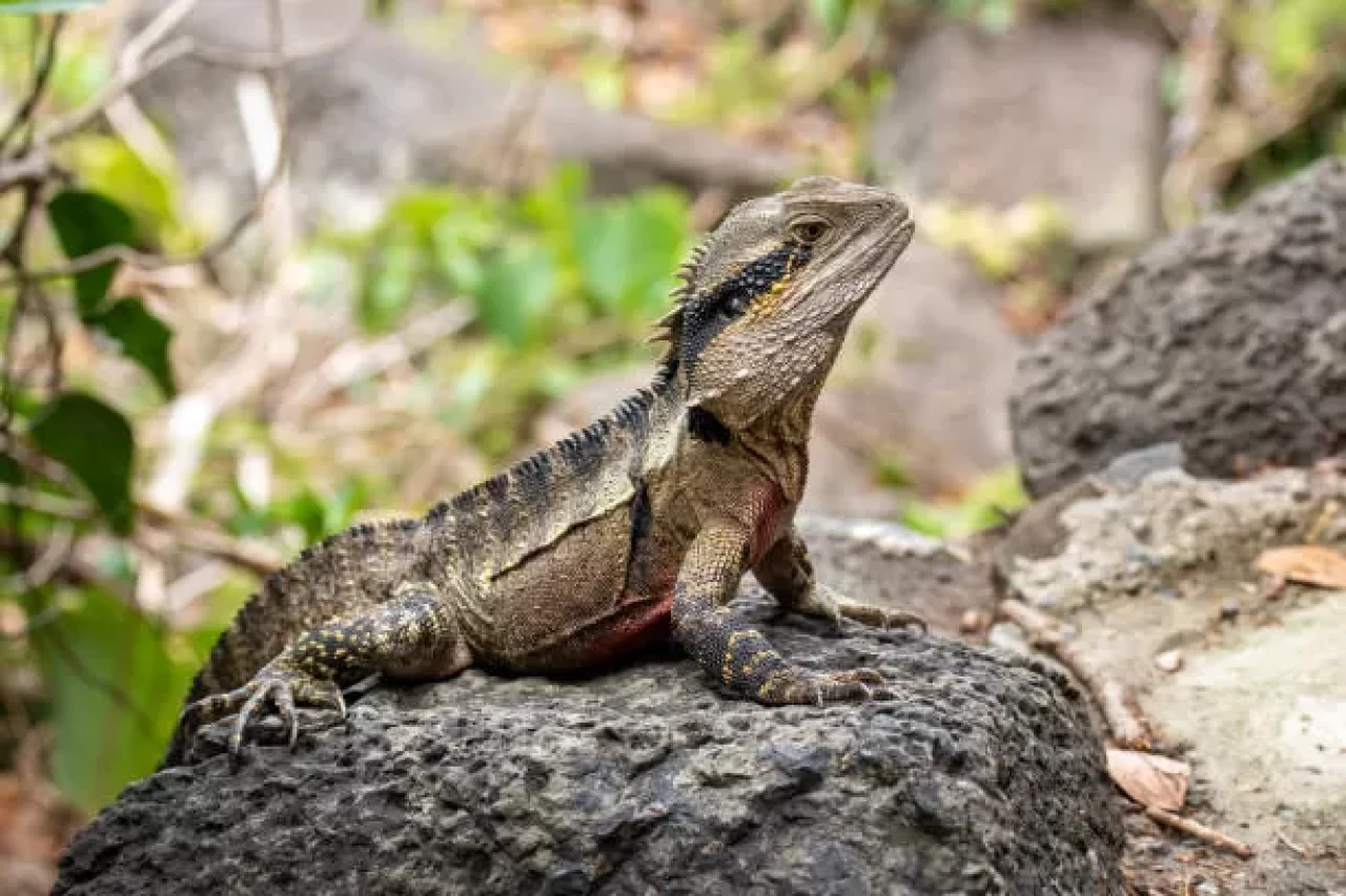 Araştırmaya göre, Avustralya kertenkeleleri yılan zehrine karşı direnç geliştirmiş