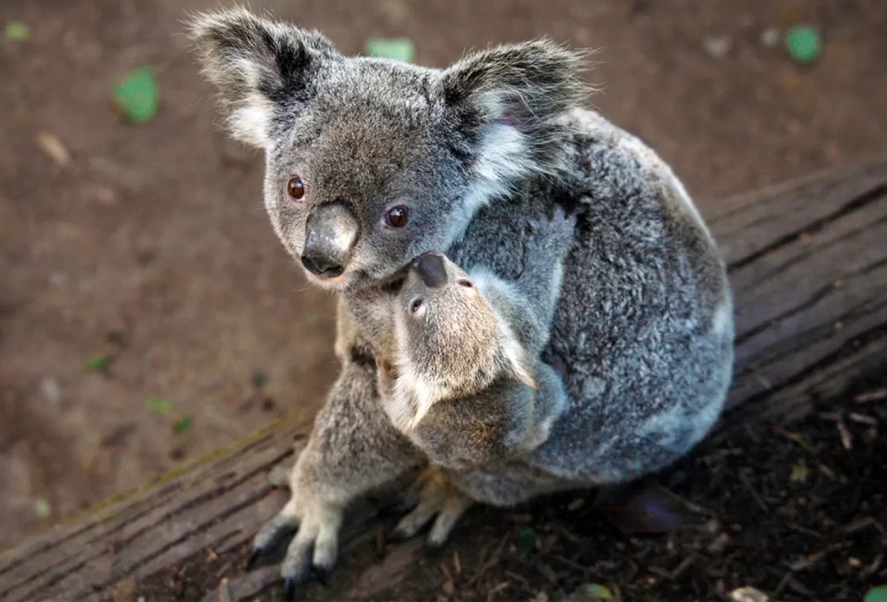 Koala Ebeveynlik nedir? Şefkatin ve bağ kurmanın yeni adı
