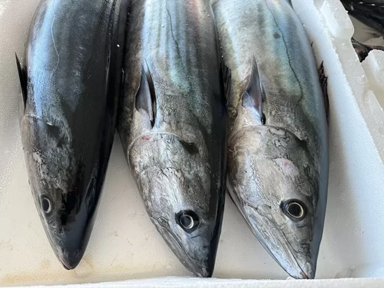 Torik balığı nasıl ayıklanır ve nasıl pişirilir?