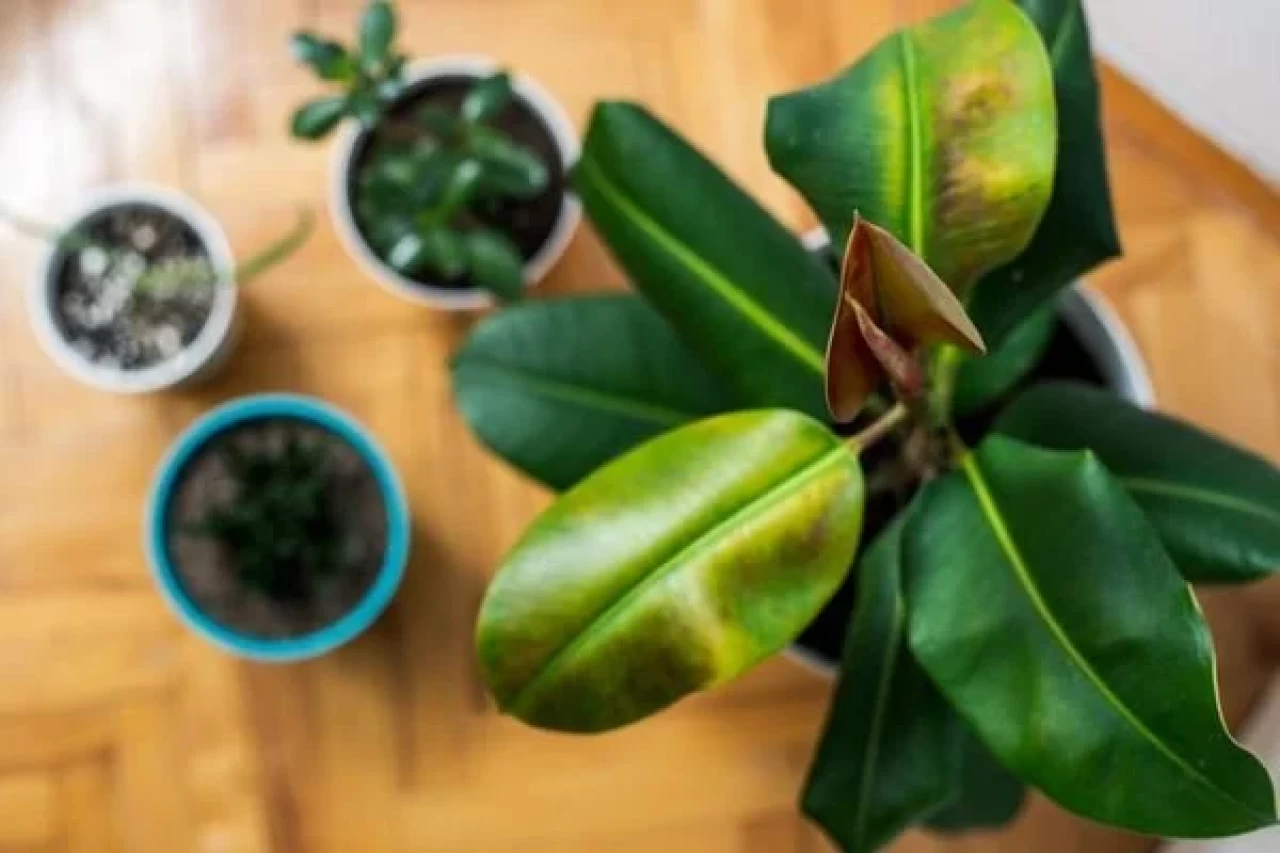 Evde kolay yetişen 5 bitki: Yeşilliklerle evinizi canlandırın