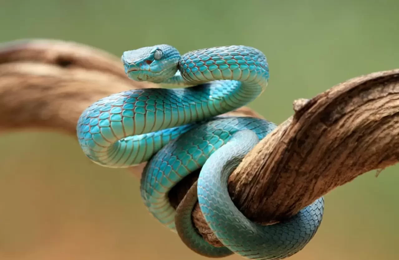 Rüyada Yılan Görmek Ne Anlama Gelir? İşte Detaylı Yorumlar