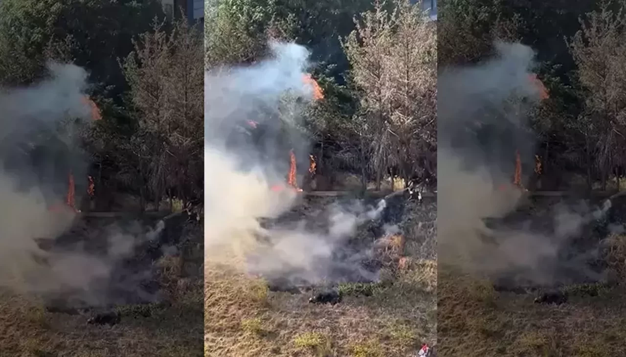 Kağıthane’de korku dolu anlar! Sokak arasındaki ağaçlık alan alev alev yandı