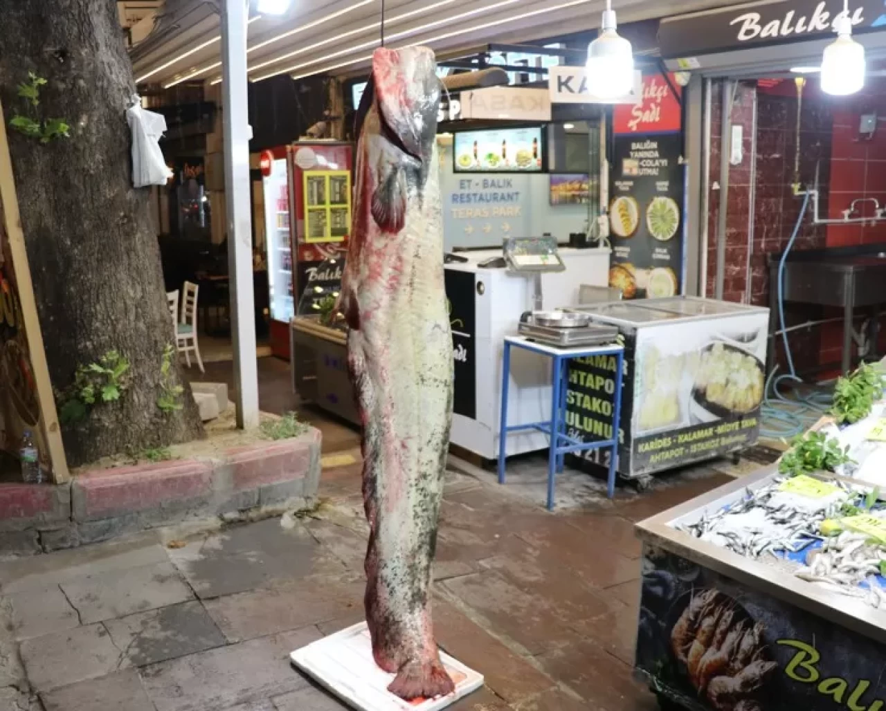 Amasya'da 2 metre 20 santimetre uzunluğunda yayın balığı yakalandı