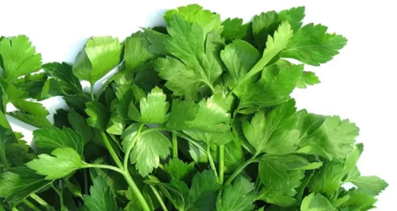 Maydanozunuz hızla soluyor mu? İşte çaresi