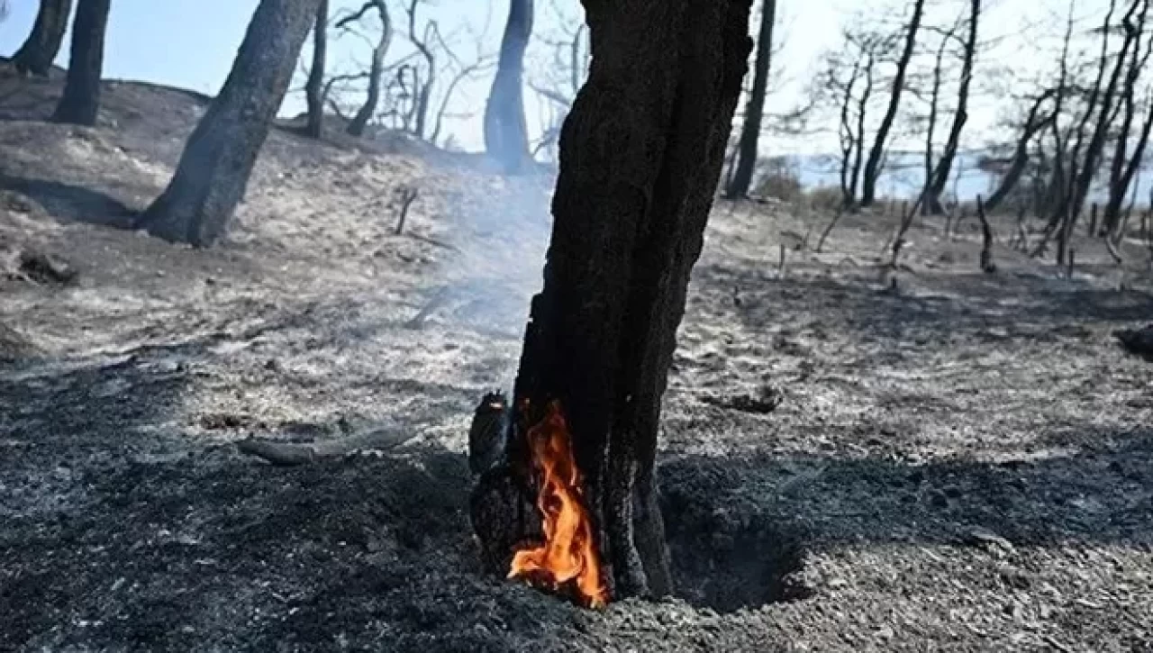 Bu yıl için av yasağı kararı