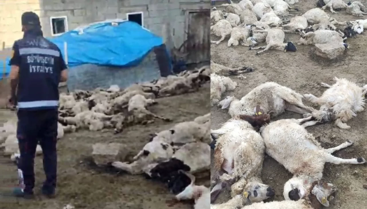 Van'da kurtlar ahıra saldırdı, bir sürü yok oldu