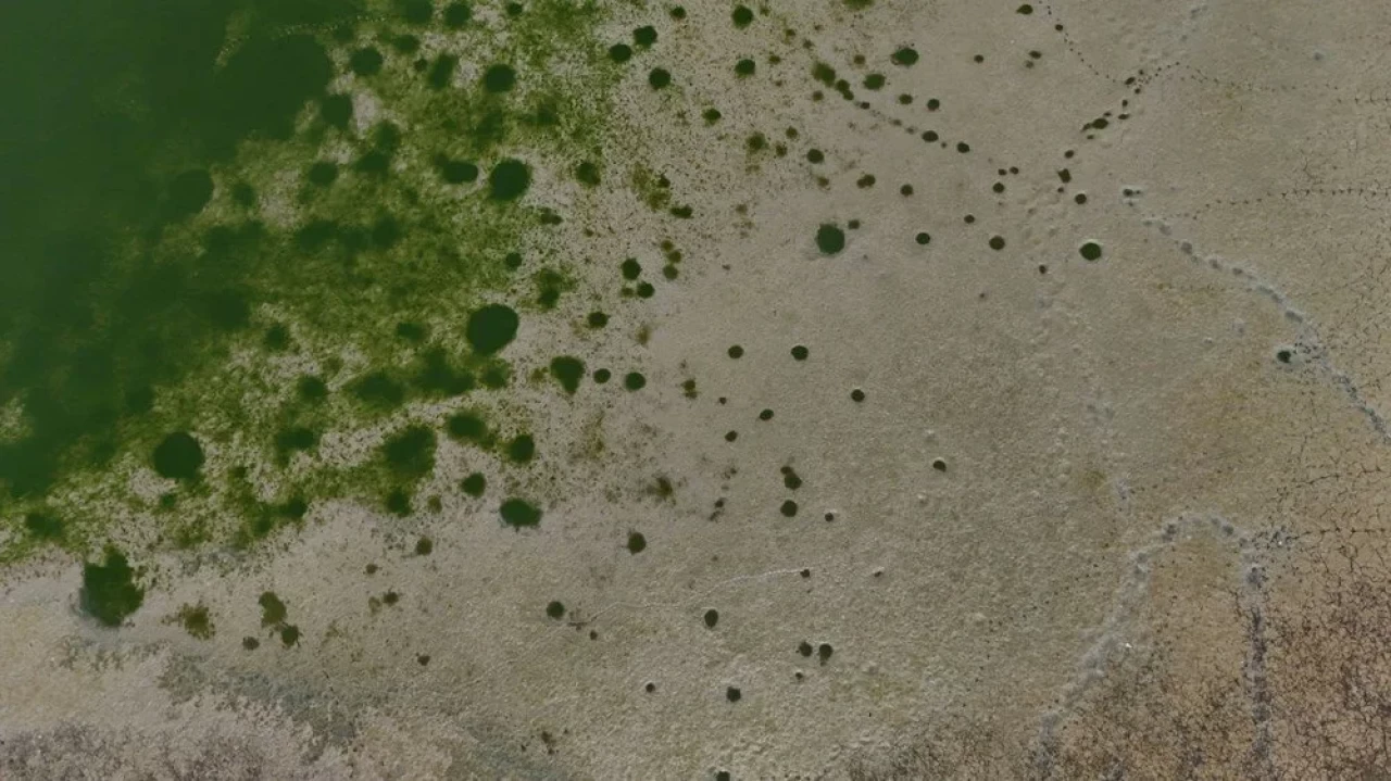 Metropolün gölgesinde sessiz çığlık: Balıklar yaşam savaşı veriyor