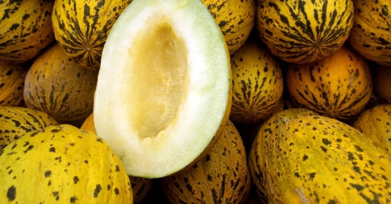 Kavun yemenin faydaları: Yazın en tatlı şifası
