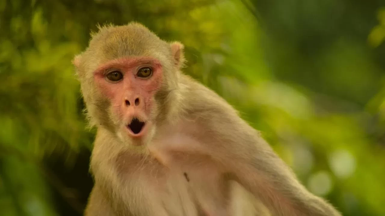 Zekada yeni dönem: Makak beyni bilgisayara ilham oldu