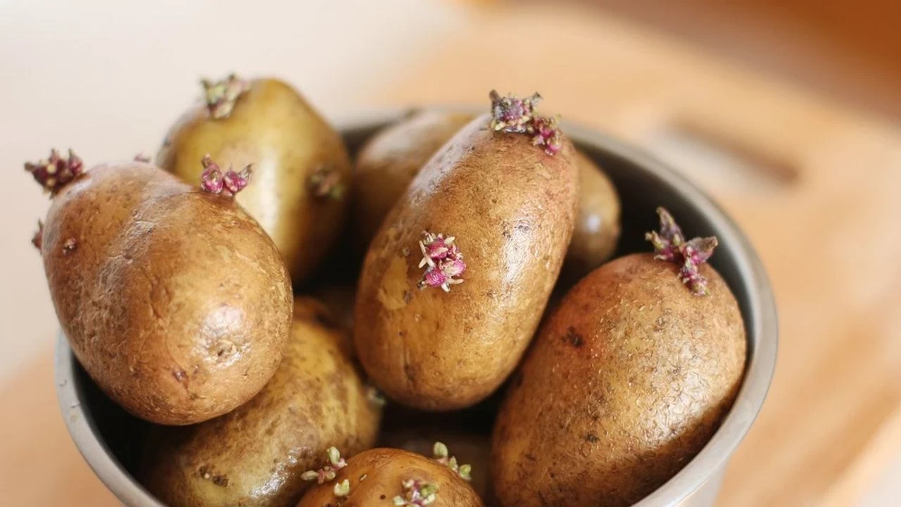 Filizlenen patates yenir mi?