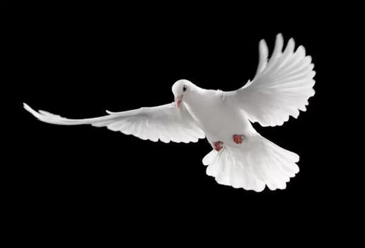 Rüyada Güvercin Görmek Ne Anlama Gelir? İşte Detaylı Tabiri