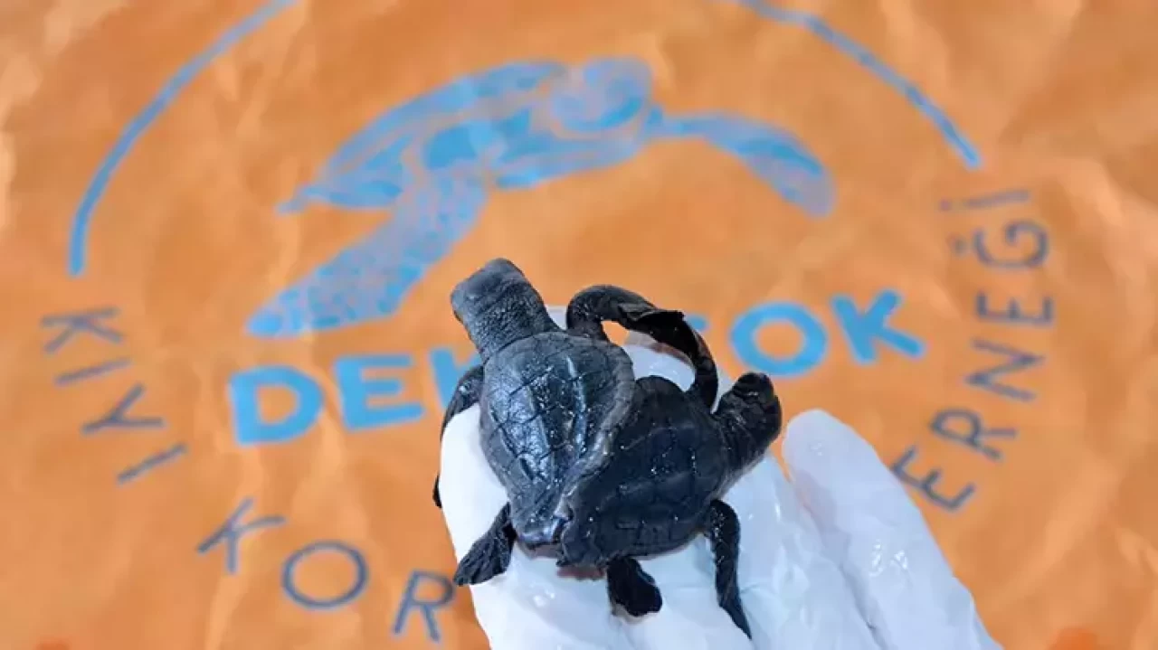 Türkiye'nin ilk canlı siyam ikizi caretta yavruları