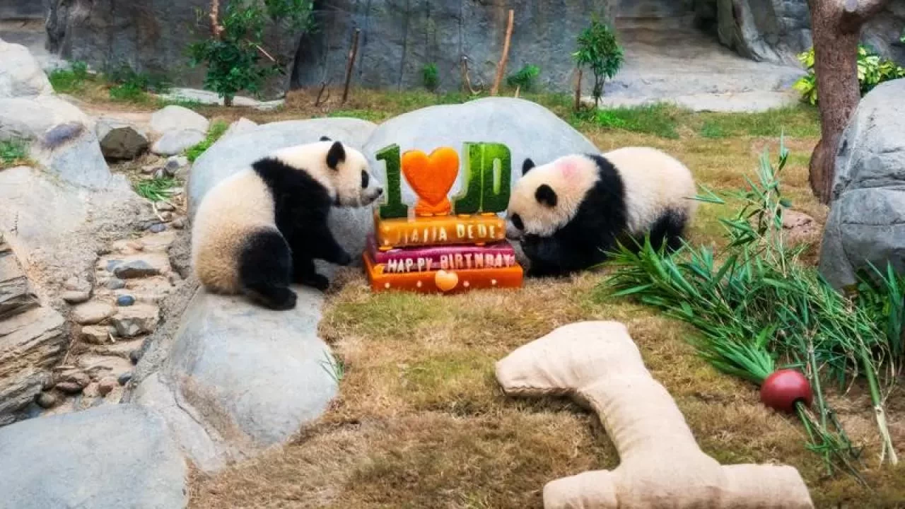 Hong Kong'da ikiz pandaların doğum günü kutlandı