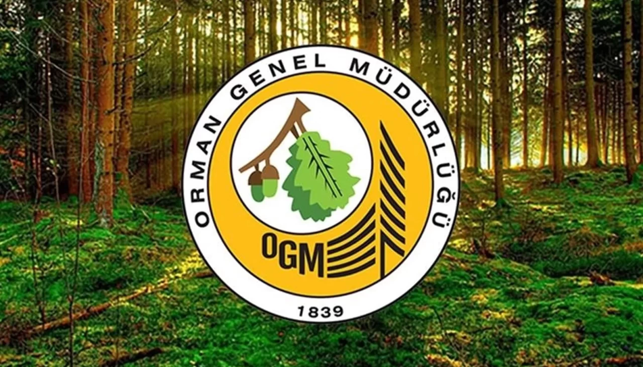 Yangın sonrası ormanlar yeniden yeşerecek: OGM’den kritik açıklama