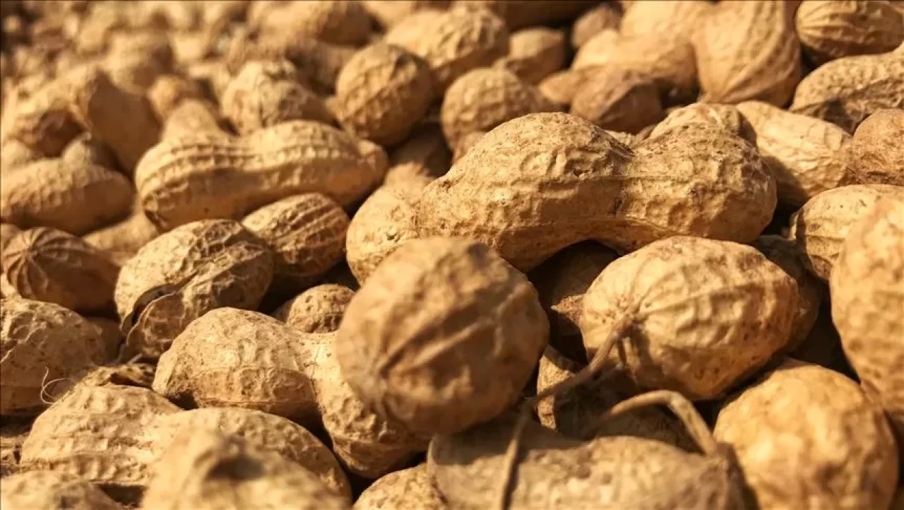 Yer fıstığına alerjiniz mi var? İşte tüketebileceğiniz alternatif kuruyemişler