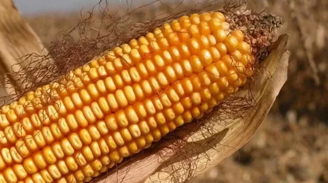 TMO, mısır alım fiyatını açıkladı