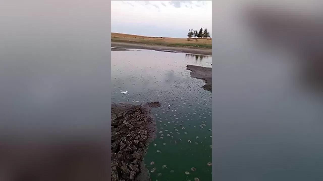 Tekirdağ’da gölette oksijen azaldı, balıklar telef oldu