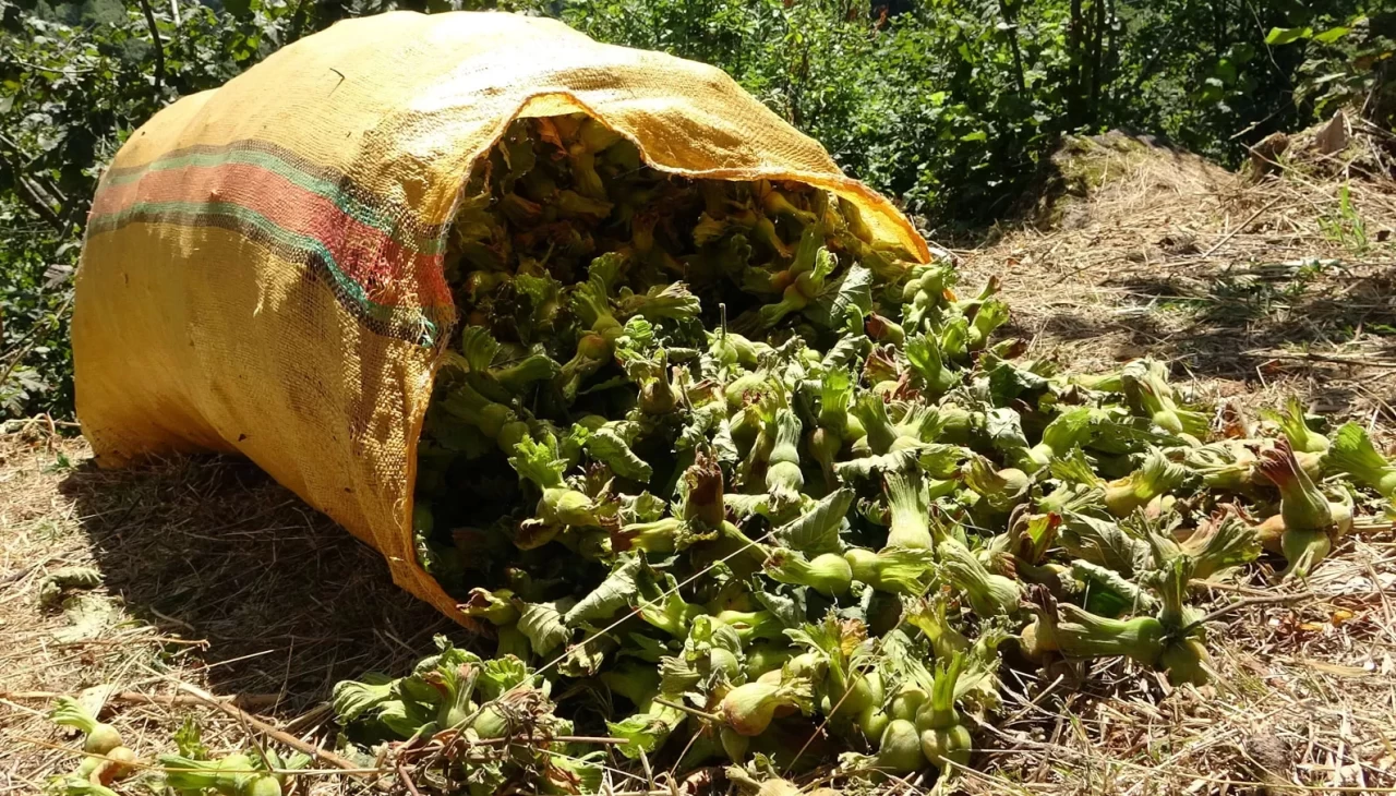 Sıcak hava fındığı da kavurdu