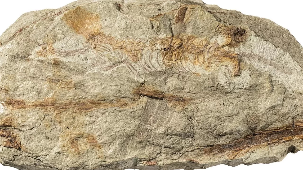 Olağanüstü fosil keşfi: 247 milyon yıllık mucize sürüngen ortaya çıktı