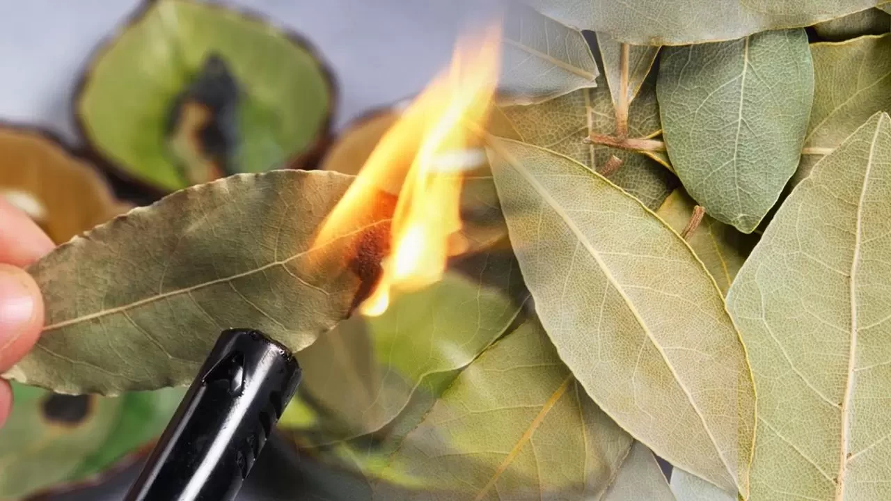 Rüyada Defne Yaprağı Görmek Ne Anlama Gelir? İşte Detaylı Yorumlar