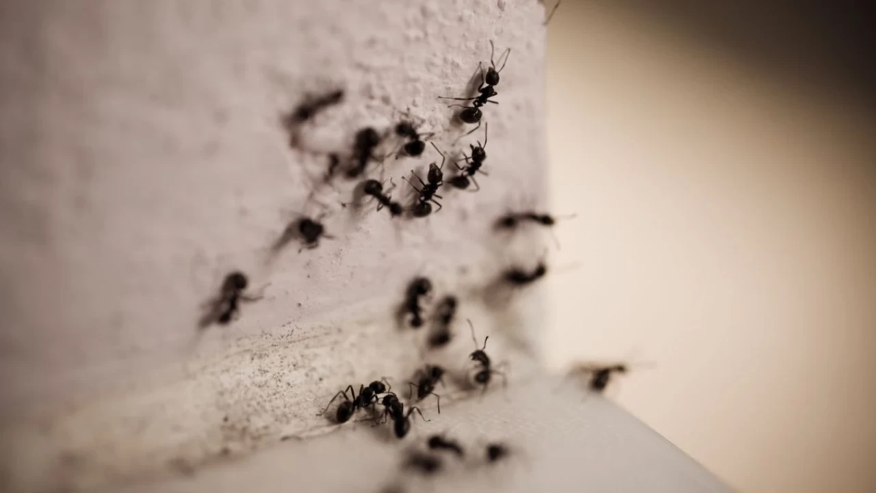 Karıncaları öldürmeden kaçırmanın tek yöntemi!