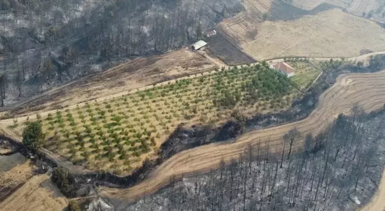 Gelibolu'daki yangında inanılmaz olay! Her yer yandı ceviz bahçesi öylece kaldı