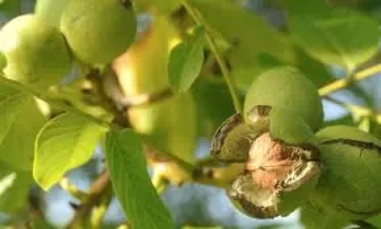 Sülfür gazı nedir? Faydaları ve zararları
