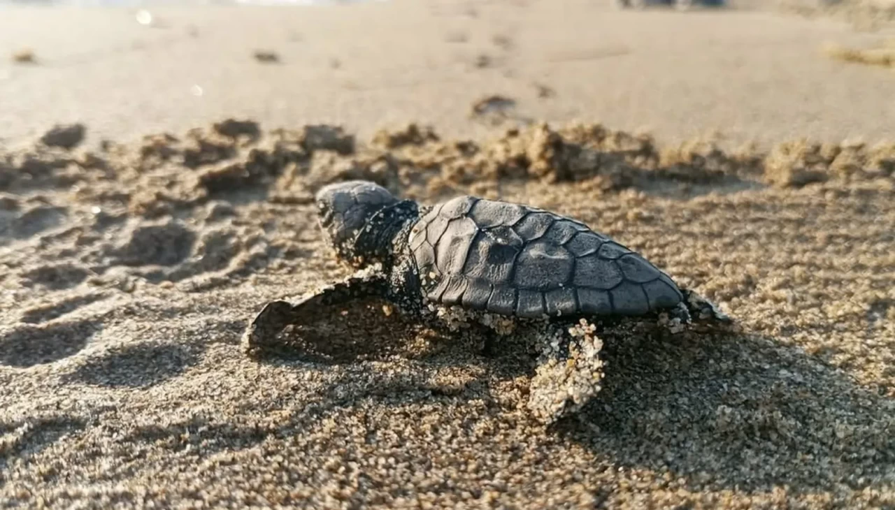 Kuşadası’nda koruma altındaki yuvadan ilk yavrular denize ulaştı