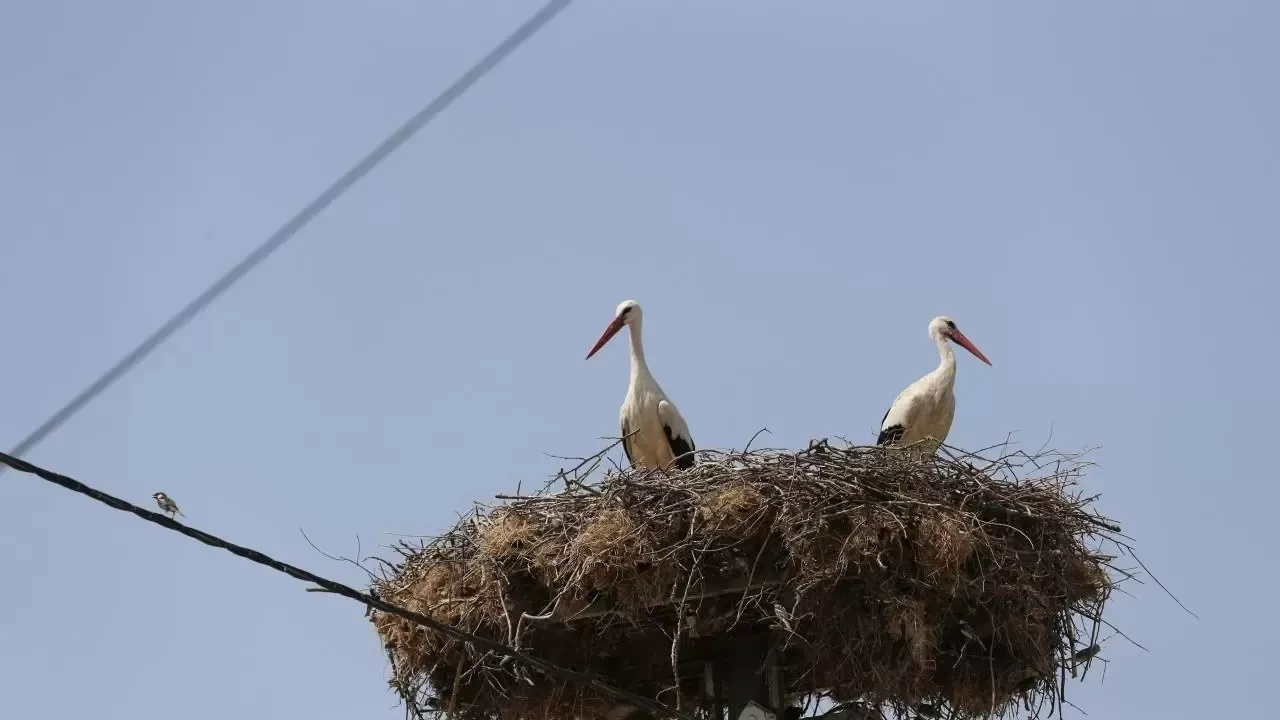 Yaren leyleğin yavruları göç yolculuğuna başladı: Biri Mısır'a, diğeri Batı Şeria'ya göç etti