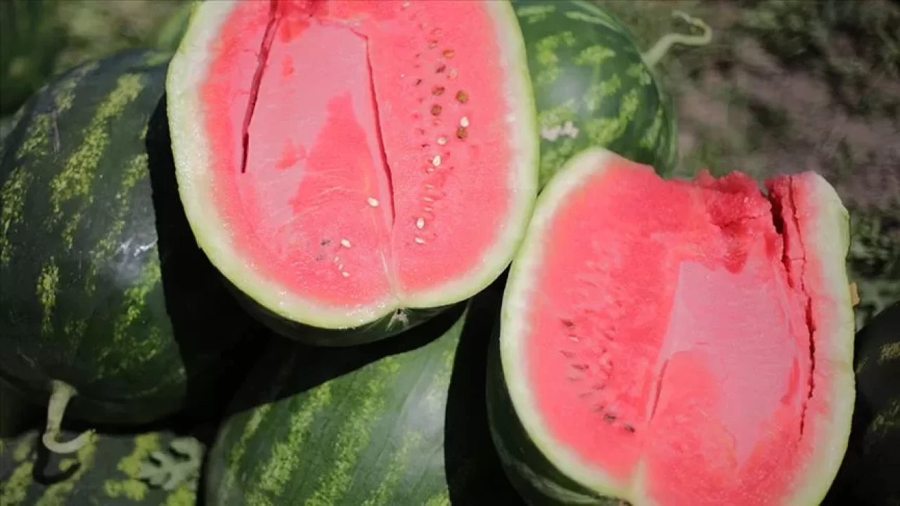 Karpuz alırken nelere dikkat etmelisiniz? İşte tatlı karpuzun püf noktaları