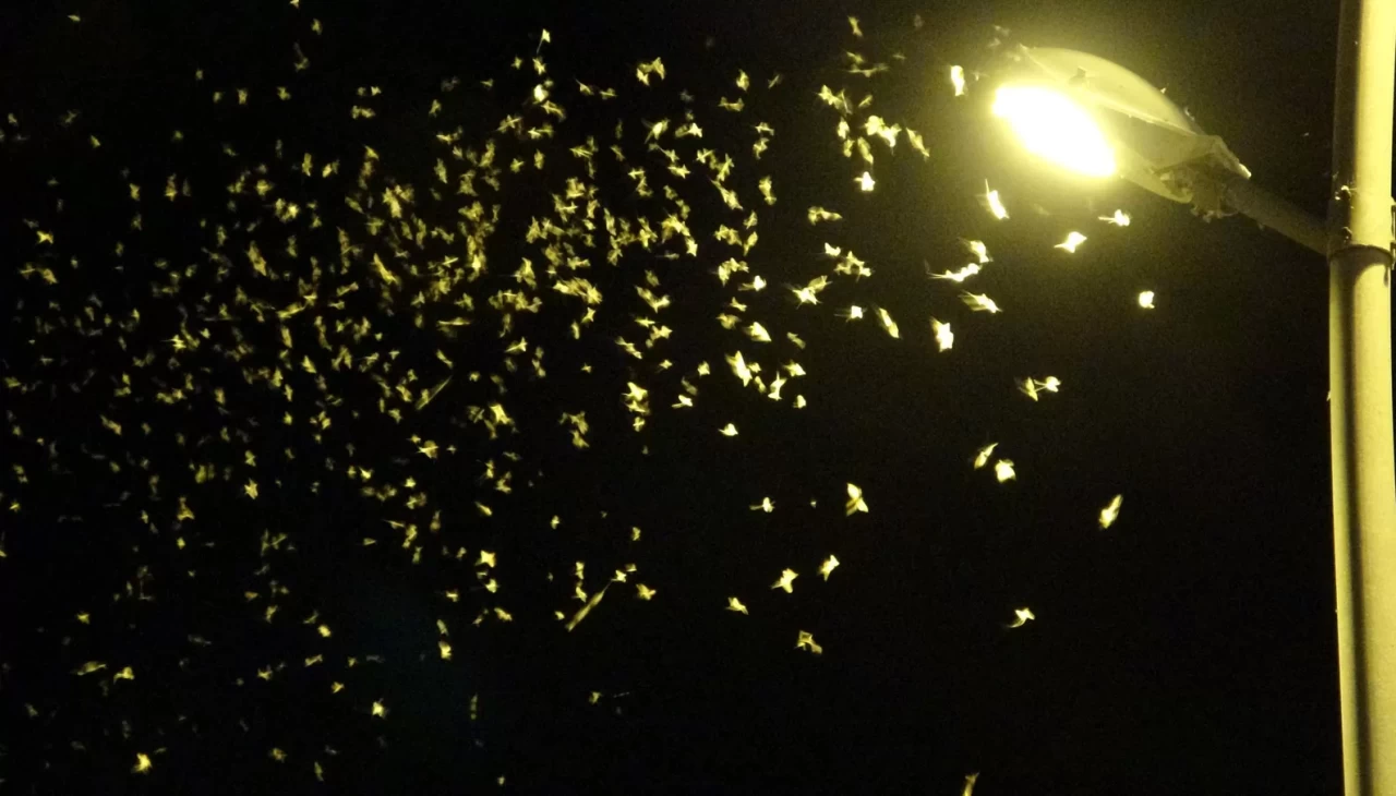 'Bir günlükler'in ölüm uçuşu geç başladı