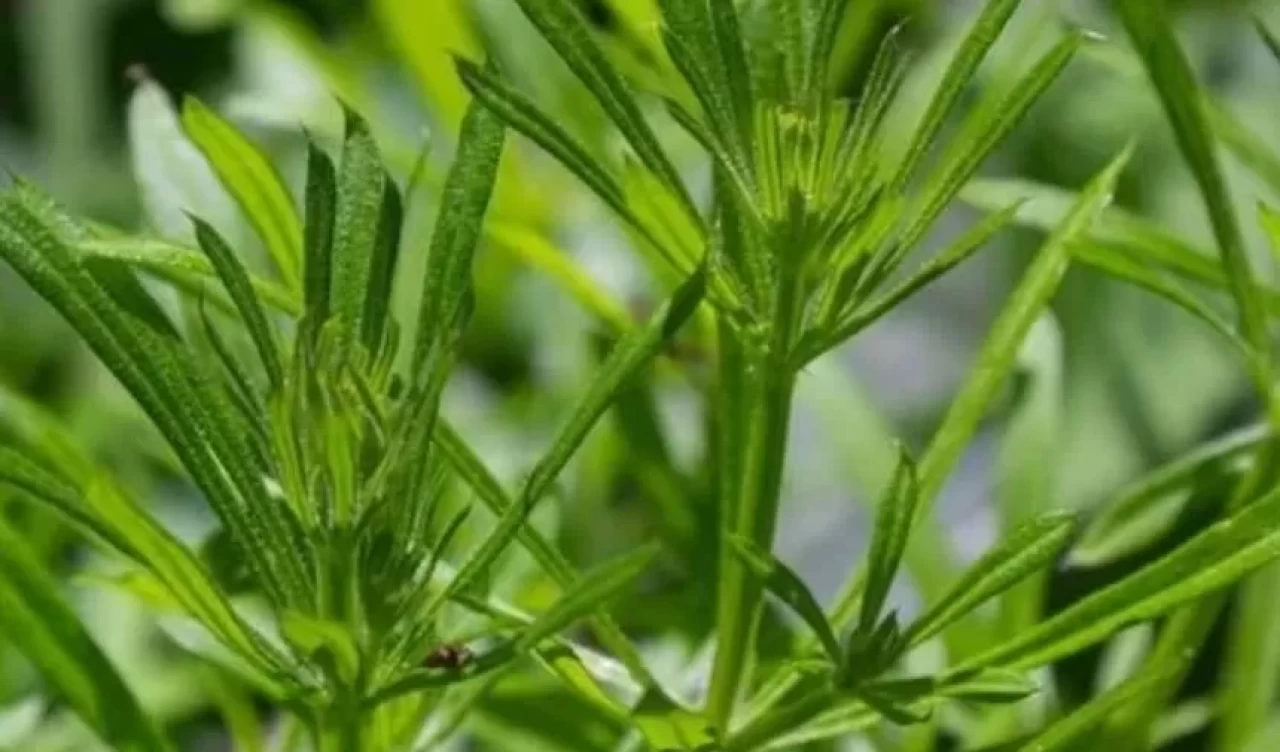 Yoğurt otu çayı ile şişkinliği azaltın