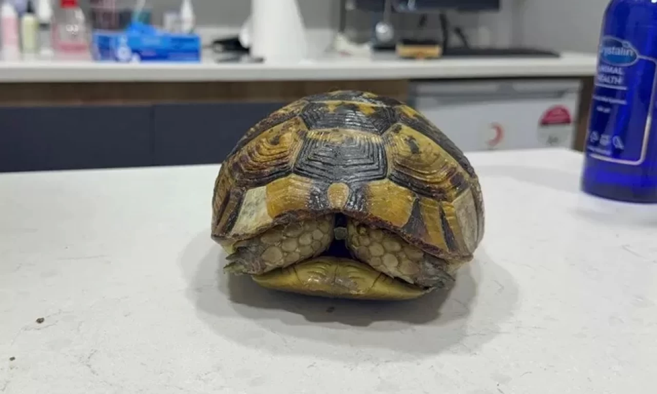 Kaplumbağa yaşadığı travma nedeniyle kabuğundan çıkmıyor