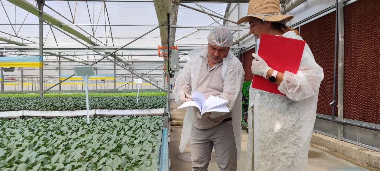 Salihli’de kışlık fideler kontrolden geçiyor