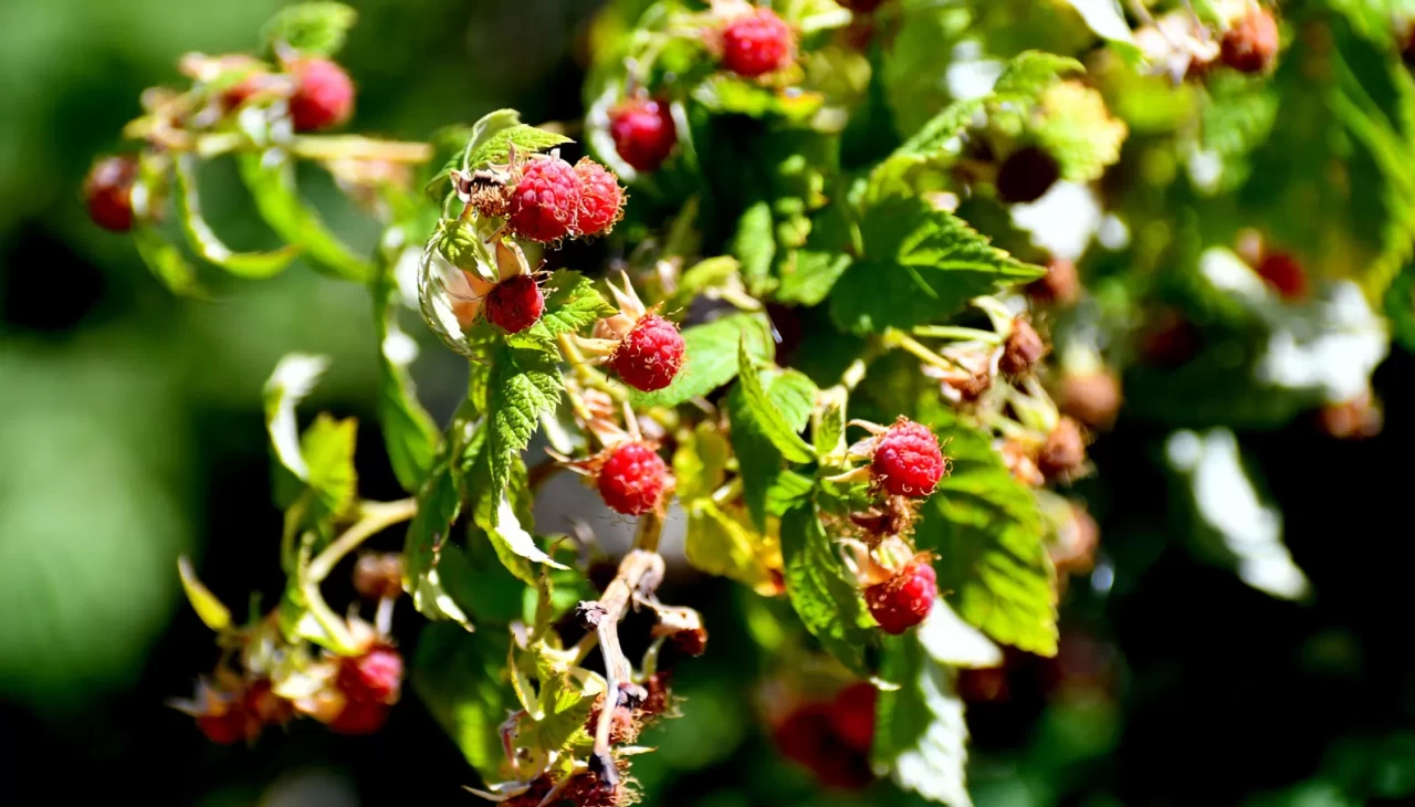 Masrafsız doğal hasat başladı: Vatandaş tek kuruş harcamadan topluyor!