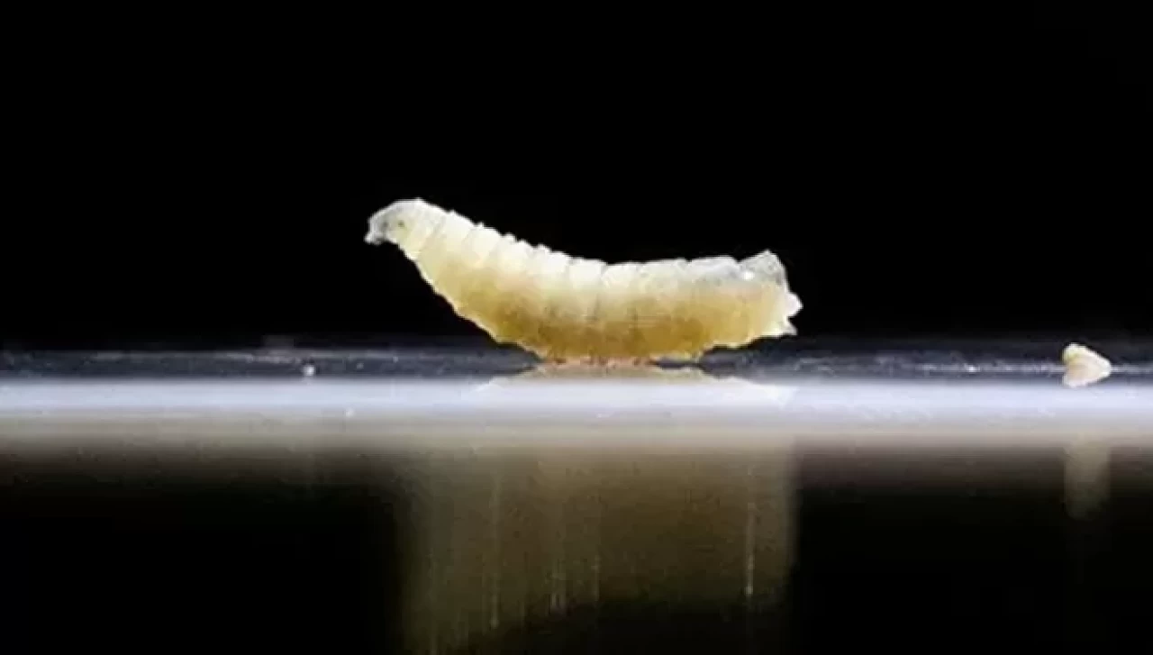 Et yiyen kurtçuk vakaları kontrolden çıkıyor: Meksika’da korkutan artış