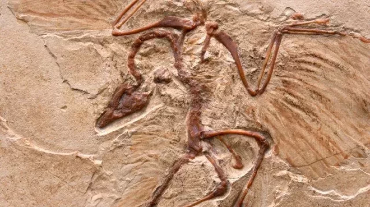 Çin'de yeni bir dinozor türü keşfedildi