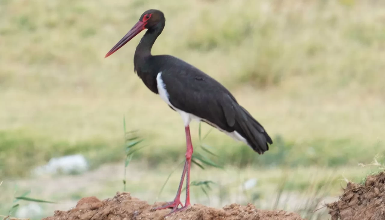 Kırıkkale'de baraj kıyısında kara leylek objektiflere takıldı