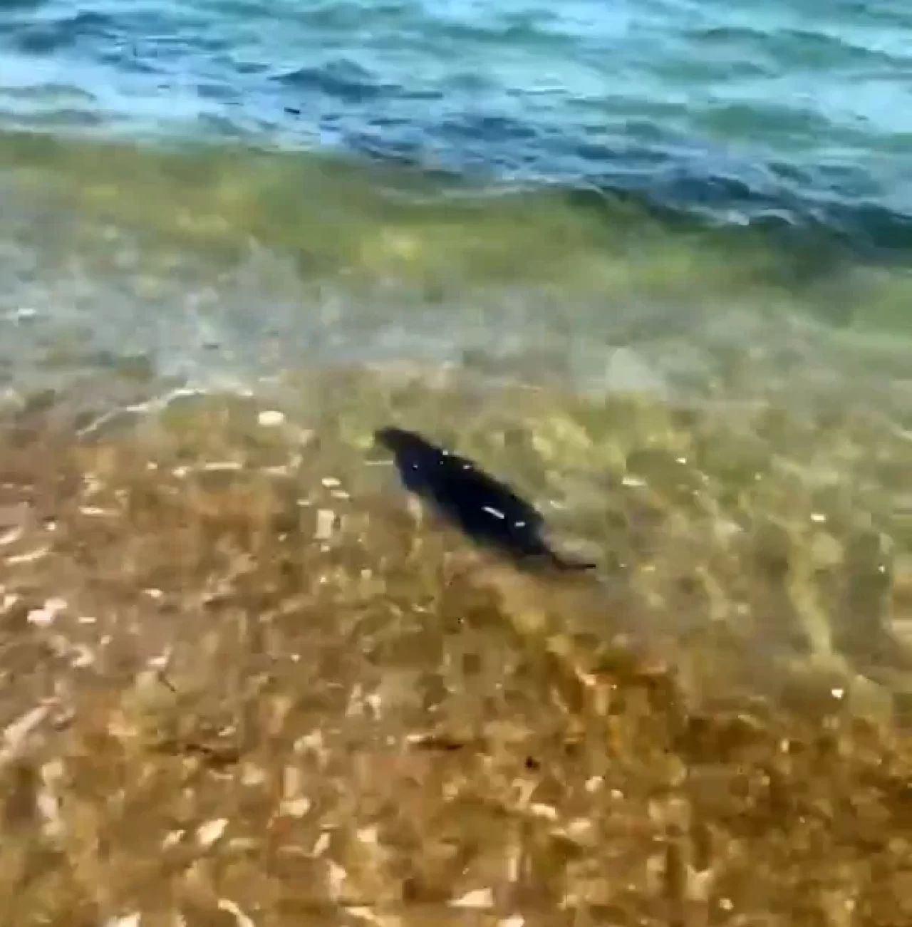 Saros’ta su samuru görüntülendi