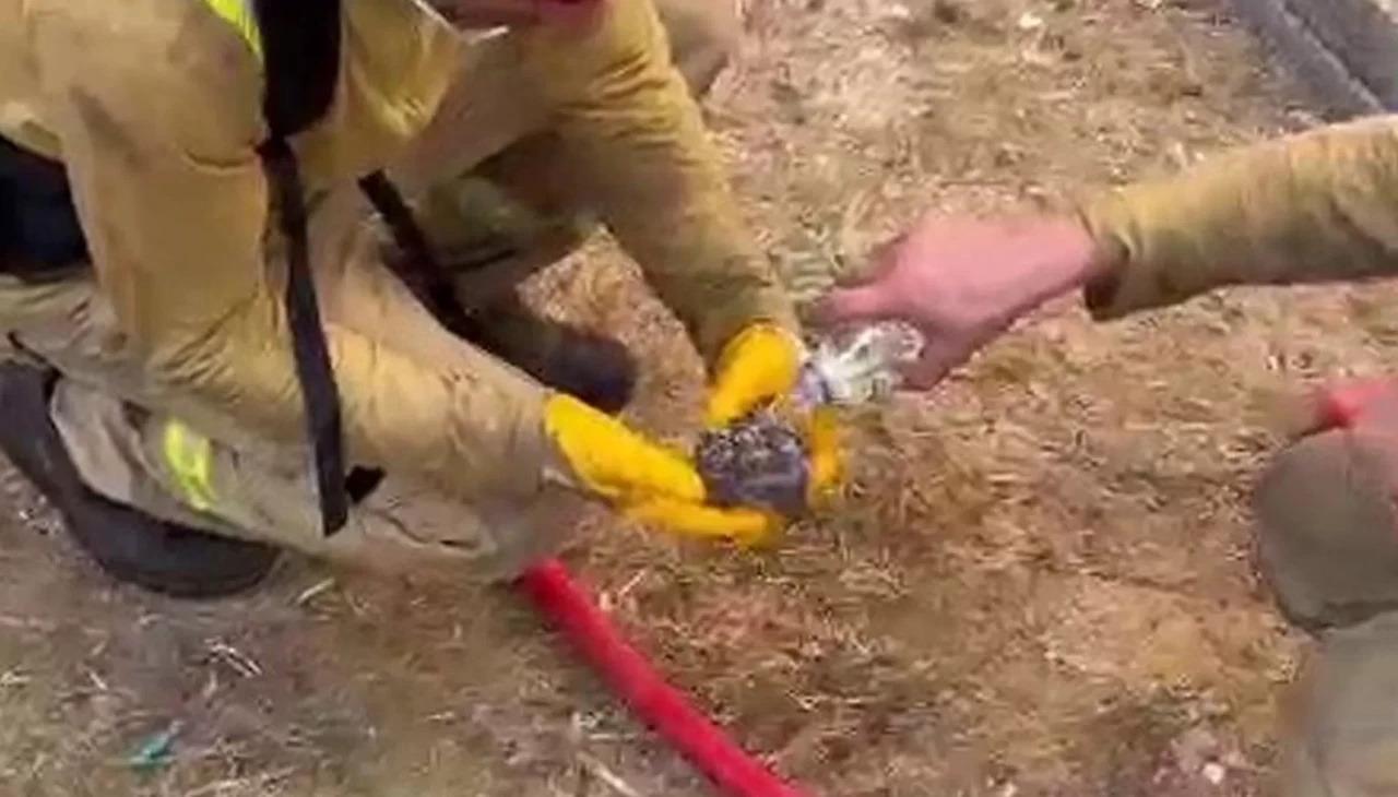 Yangından kurtarılan yaralı kirpiye orman işçileri su içirdi