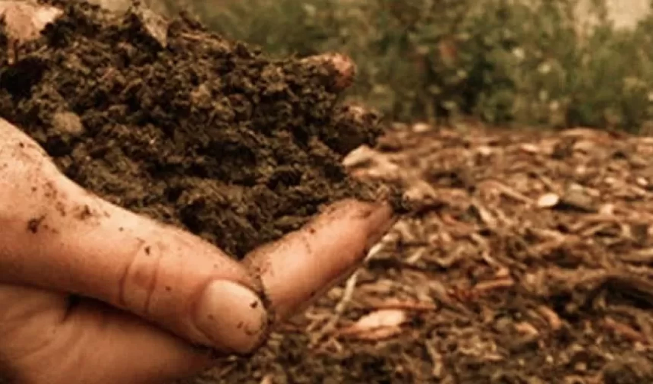 Doğru gübre seçimi! Bitkinizin ihtiyaçlarına göre hangi türü gübre tercih etmelisiniz?