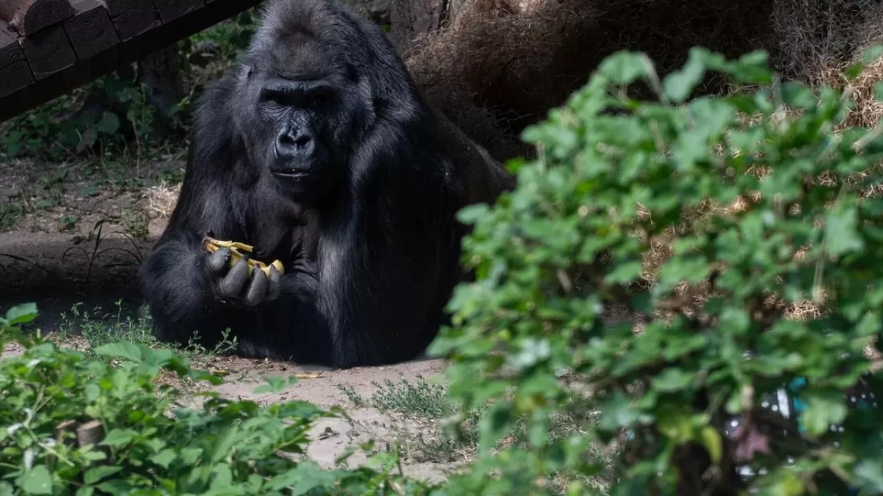 Dişi goriller, yıllar geçse de eski arkadaşlarını arıyor