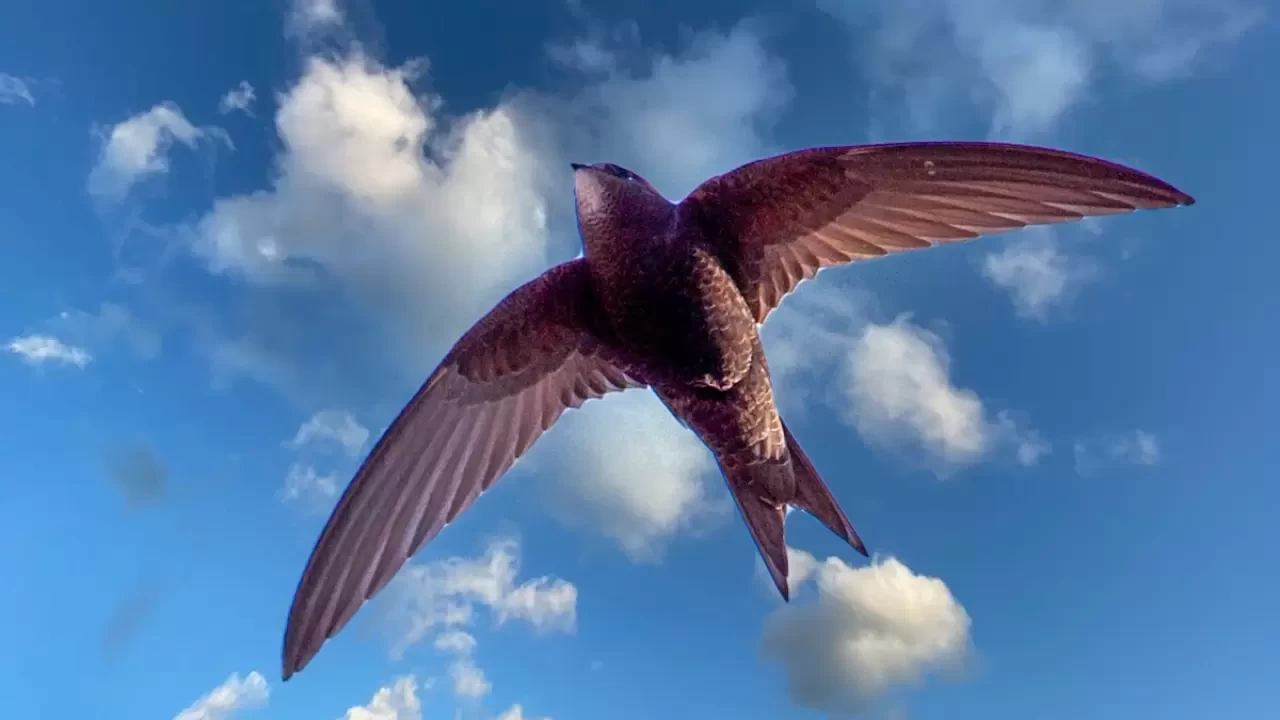 Rüyada Ebabil Kuşu Görmek Ne Anlama Gelir? Detaylı Rüya Tabiri