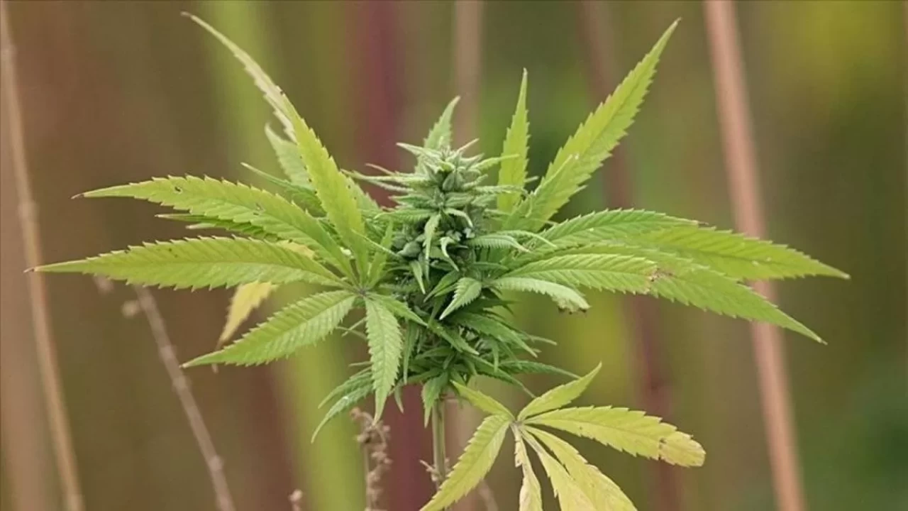 Kenevir hangi tedavilerde kullanılacak? Bakan Memişoğlu 15 farklı hastalık sıraladı...