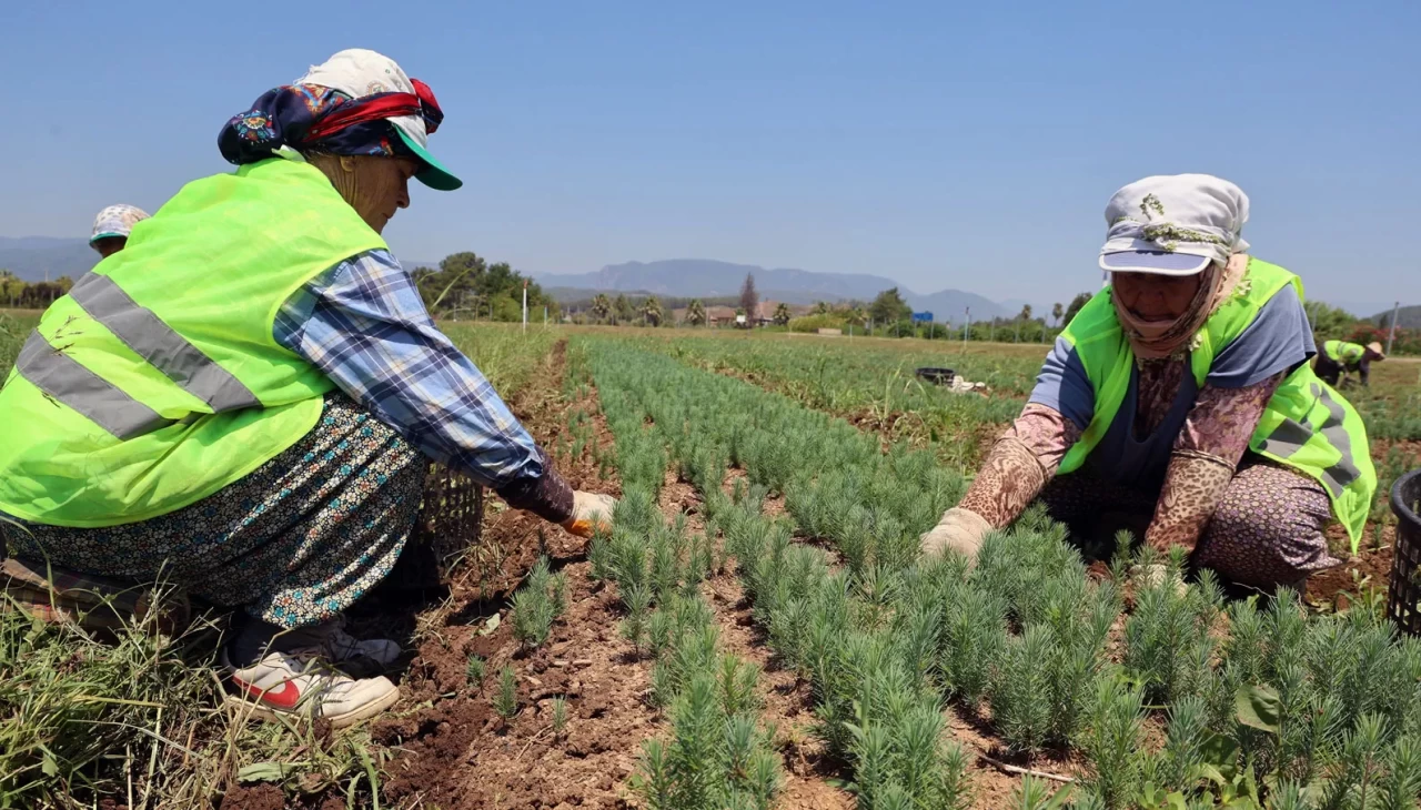 Yanan sahaların fidanları hazır!