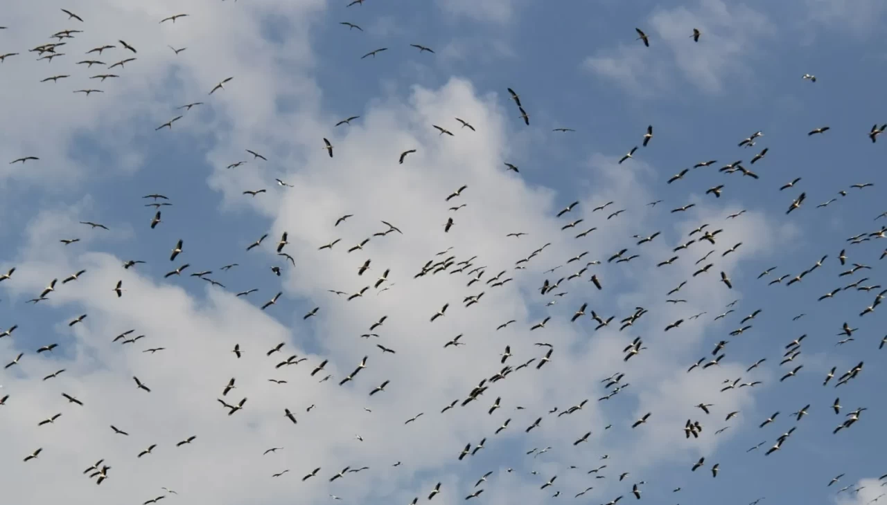 Beyşehir semalarında göç başladı!