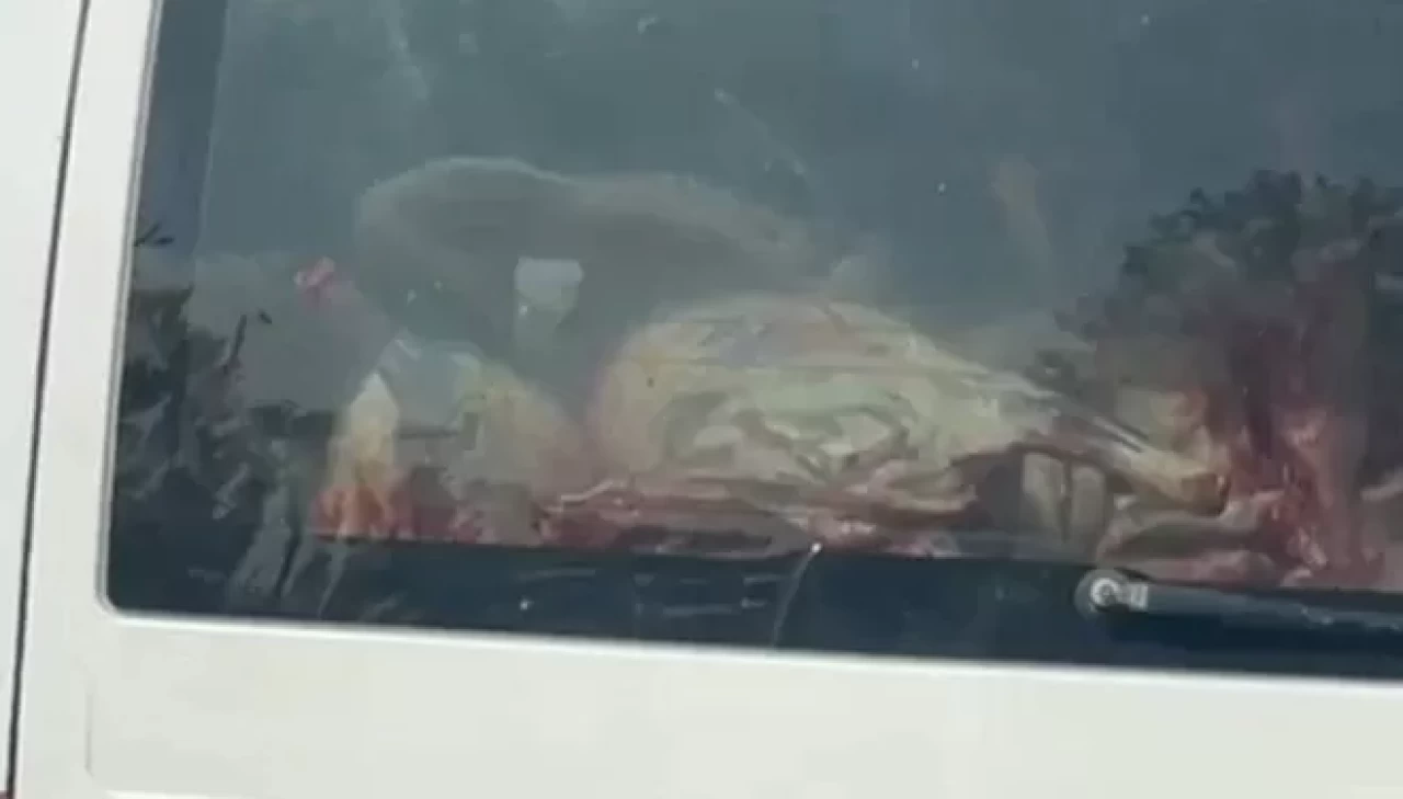 Adana'da mide bulandıran görüntü